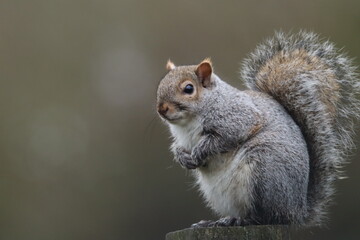 Close-Up of a Grey Squirrel in a Natural Outdoor Setting