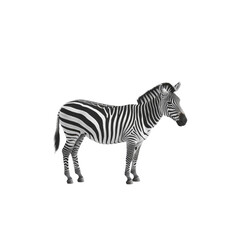 A zebra standing on a white background, with no shadows or text in the picture. transparent, alpha background png