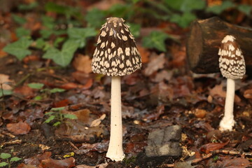 mushroom on the ground