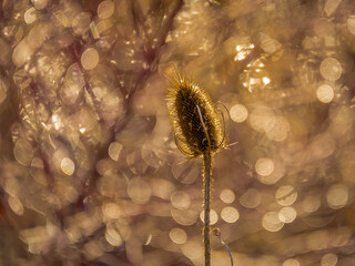 dry teasel plant (Dipsacus) bathed in golden sunlight, with a mesmerizing bokeh background.