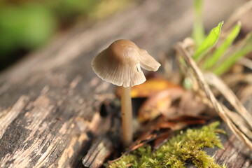 mushroom in the forest