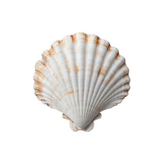An undeniably realistic photo of a beautiful sea shell on a white background. transparent, alpha background png