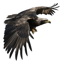 Obraz premium Bald Eagle in Flight, transparent background, transparent, alpha background png