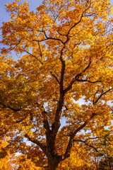 Close-up of tree branches with colorful autumn leaves in warm sunlight. Rich tones of red, orange, and yellow create a vibrant, seasonal texture