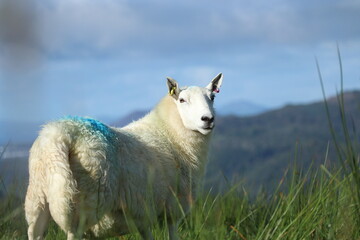Fototapeta premium sheep in the field