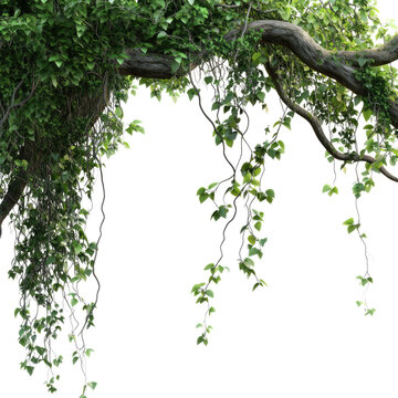 Beautiful jungle vines hanging on tree branches against a white background transparent, alpha background png