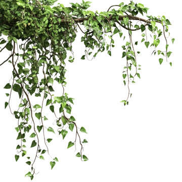 Beautiful jungle vines hanging on tree branches against a white background transparent, alpha background png