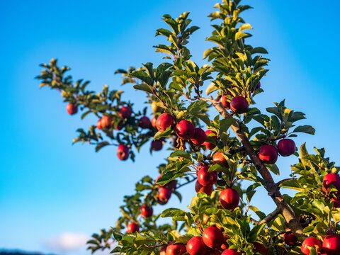 A fruit  tree loaded with shiny red apples