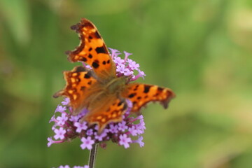 butterfly on flower