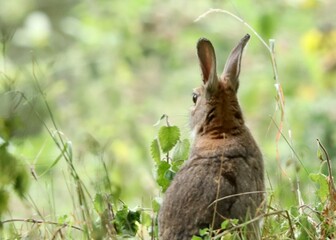 rabbit in the grass