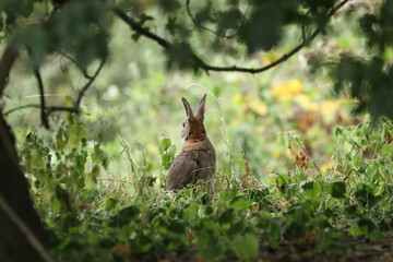 rabbit in the woods