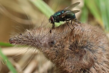 fly on leaf