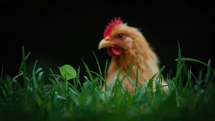 Hazy picture of a barnyard creature with black feathers in a verdant environment