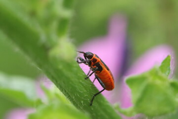 beetle on a flower