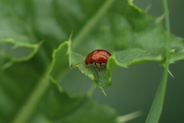 ladybird on a leaf