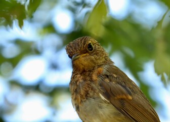 robin on a branch