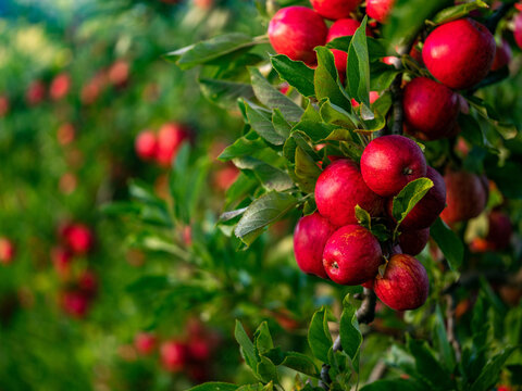 An apple tree loaded with shiny red fruit