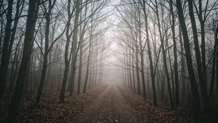 Obraz premium Misty forest lane lined with barren trees, reflecting the serene mood of wintertime.