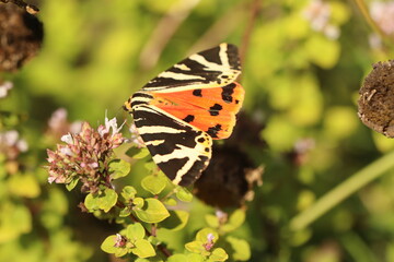 butterfly on flower