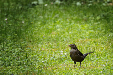 Amsel auf einer Wiese