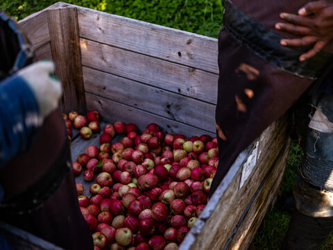 Shiny Red Apples in an wooden bin in fruit Orchard