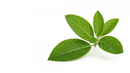 Isolated Fresh Herb Featuring Bergamot and Kaffir Lime Leaves