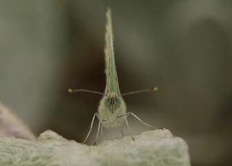grasshopper on a branch