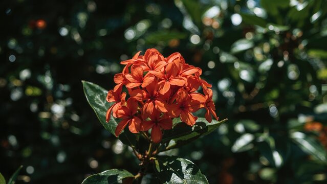 Tropical shrub known as Chinese ixora from the Ixora genus