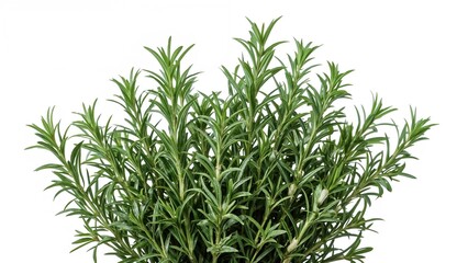 Fototapeta premium White backdrop highlighting a cluster of rosemary and oregano herbs