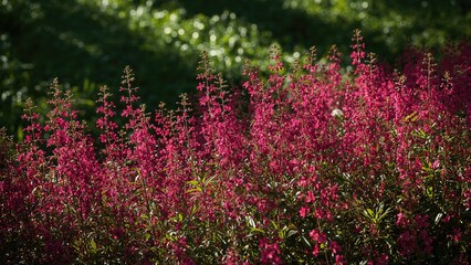 The forest fringe is decorated with striking pink flowers of fireweed.
