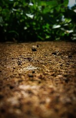 autumn leaves on the ground