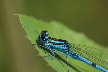 dragonfly on a green leaf