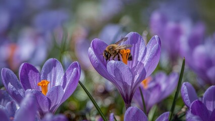 Spring crocus flower with a bee harvesting pollen