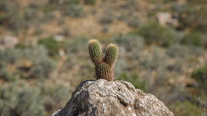 Obraz premium Spiky Green Cactus Growing on Stone