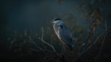 Nocturnal Heron Featuring Black Crown