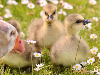 ducklings in the grass