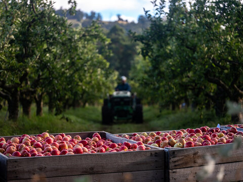 Wooden crates filled with freshly picked apples