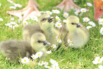 ducklings in the grass