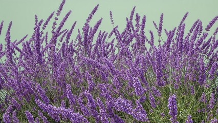 Obraz premium Floral lavender branches great for background imagery