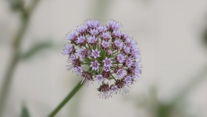Fototapeta premium Ageratum Conyzoides Plant Featuring Billygoat and Chick Weed