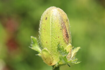 yellow flower bud