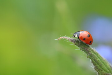 ladybug on grass