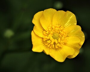 yellow flower