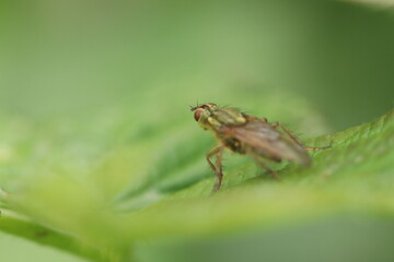 Fototapeta premium fly on leaf