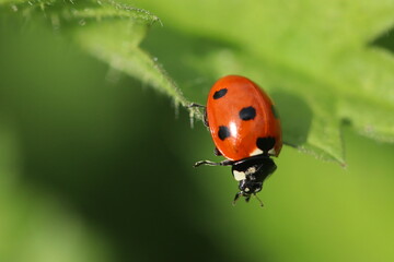 ladybird on a leaf