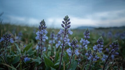 Obraz premium Blue meadow blooms featuring Creeping Charlie