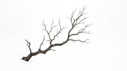 Dry tree branch shown isolated on a white canvas