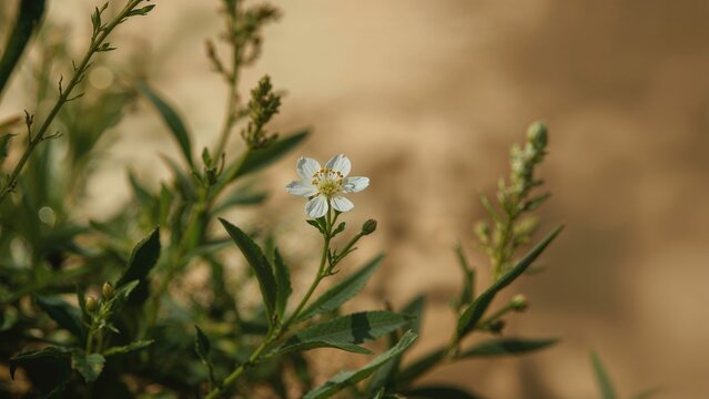 Naturopathic herbal oil derived from bedstraw blooms.