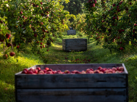 Wooden crates filled with handpicked apples in the orchard