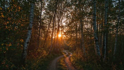 Golden hour in a grove of birch trees
